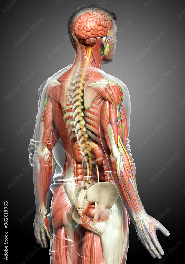 3d rendered medically accurate of the male anatomy Stock Illustration ...