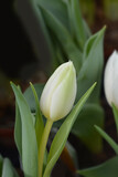 Fototapeta Tulipany - Tulip White Baby