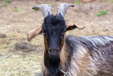 Fototapeta  - A goat with horns in the home paddock looks at the camera.