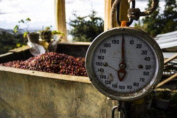 Poster - Closeup shot of a gauge for weighting coffee beans in the background