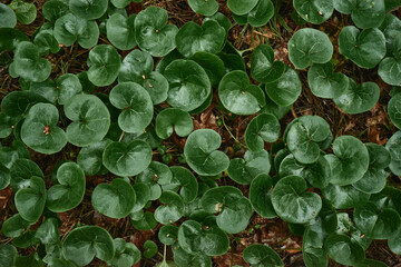 Tropical green leaves. Abstract natural texture. Forest nature background. Lush green foliage of plants in forest.