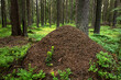 A large ant hill in the green forest