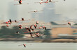 Greater Flamingos flying, photograph taken with panning technique, Bahrain