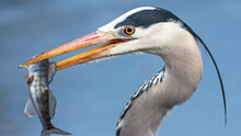 Side View Of A Gray Heron With A Fish In Its Beak