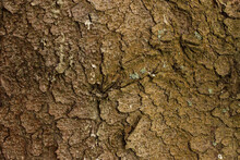 
Brown Tree Bark Visible Texture