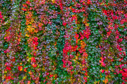 Fotomural Multicolored ivies hanging on the wall