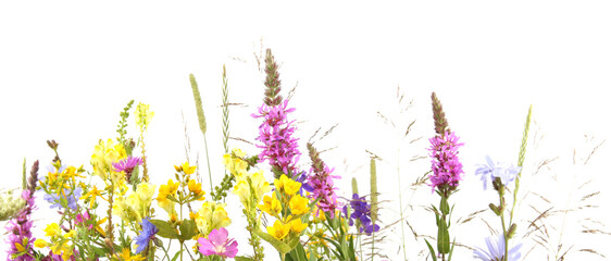Wall Mural - flowering wild grass and herbs isolated on white background. border of meadow flowers wildflowers an