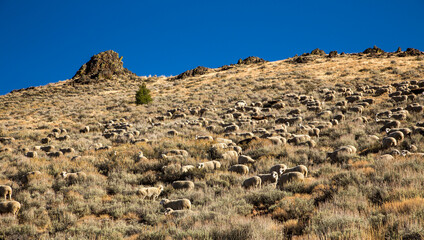 Wall Mural - A flock of sheep is being moved from the high country near Ketchum, Idaho to a lower elevation for the winter.