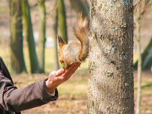 Feeding Squirrels In The Autumn Park. Male Hand Giving A Walnut Squirrel. Close-up