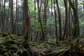 aokigahara suicide forest in japan