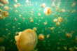 jellyfish lake in palau