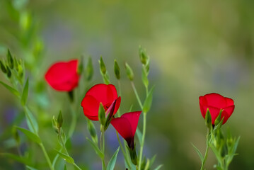  Schöne blühende rote Blumen im Garten