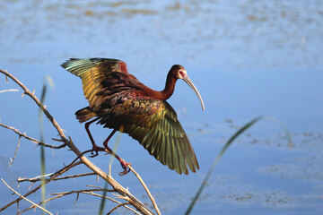 White-faced Ibis