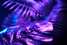 Creative Tropic Purple Leaves Layout.