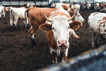 Cows on the form. Milk production. Household animals.