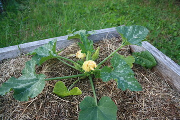 green vegetables grow in the garden