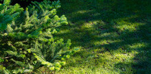 Abies Koreana Fir In Evergreen Garden. Branch With Bright Green Needles On Young Shoots On Background Of Green Mowed Grass. Close-up. Atmosphere Of Happiness And Love. Nature Concept For Design.