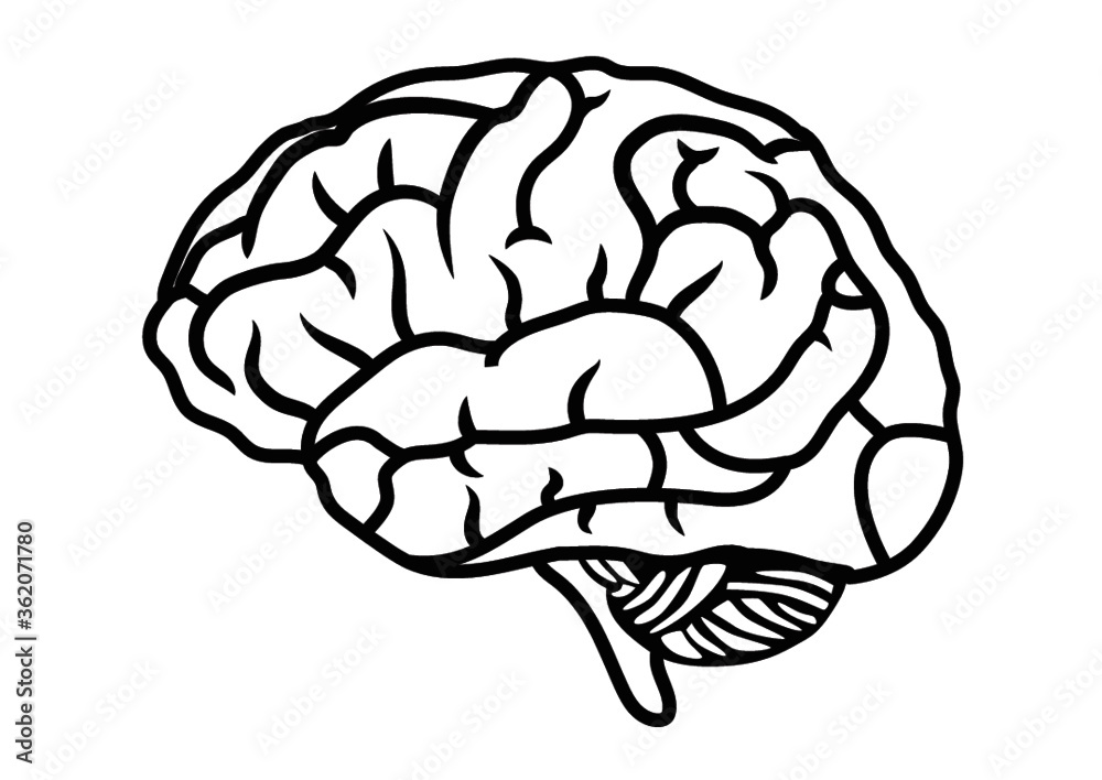 Laser cut Brain template Stock Vector Adobe Stock