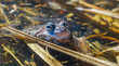 portrait of a large frog with huge eyes in the water