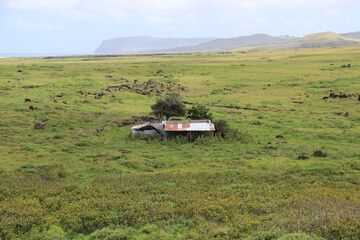 Poster - Ferme dans une prairie à l'île de Pâques