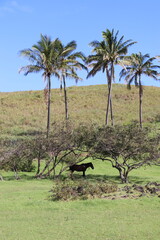 Poster - Cheval sur la plage d'Anakena à l'île de Pâques