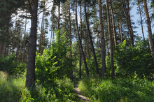 Shady Pine Forest In Summer, Green Undergrowth And Grass In The Sunlight