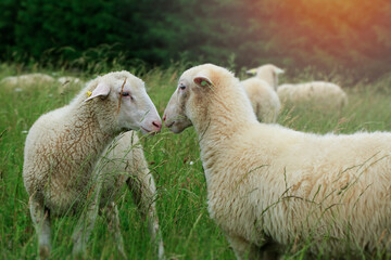 Wall Mural - Sheep breeding in the green grass mountain meadow.