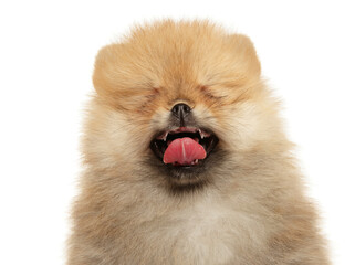 Canvas Print - Spitz-Pomeranian yawns