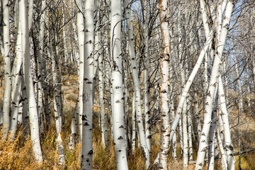 Wall Mural - A grove of aspen trees along a trail a short distance from Red Fish Lake, Idaho