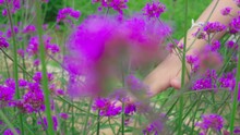 Close-up Of Woman's Hand Touching Purple Verbena In Field. Admire Flowers In Leisure Time At Meadow Flowers. Slow Motion.