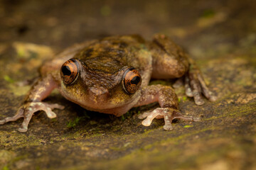 Wall Mural - Endangered common mist frog (Litoria rheocola). Cairns, Queensland, Australia.