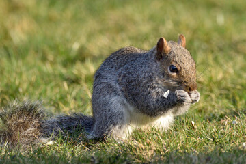 Wall Mural - Close up of a squirrel eating nuts on the grass