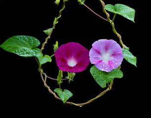 Two different color blossoms of morning glory are circled by their vines and leaves, as if a pair of lover in their nest.  Captured after rain, and water drops are seen on the leaves and flowers. 