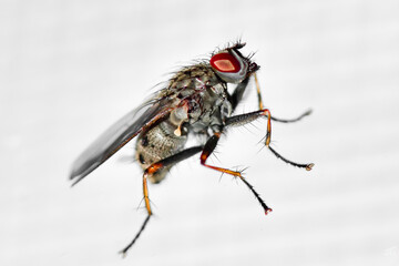 a macro shot of a fruit fly on white background