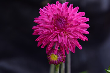 Two dahlia flower 