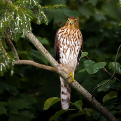 a sharp-shinned hawk perches on a branch of pine tree with a single leg, scouting for foods, in the 