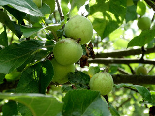 Wall Mural - apple tree, young apples on a blurry green background