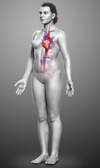 Wall Mural - 3d rendered medically accurate illustration of Female  heart