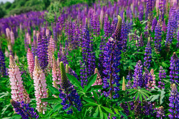 Wall Mural - A field of blooming Lupine flowers - Lupinus polyphyllus - garden or fodder plant