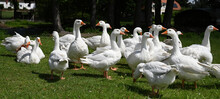 A Flock Of Domestic Geese In A Meadow