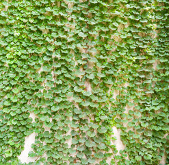 Wall Mural - Fence of creeper leaves. Texture of tree ivy, nature backgrounds