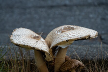 Two Big White Mushrooms With Big Caps And Brown Texture Grown On The Roadside