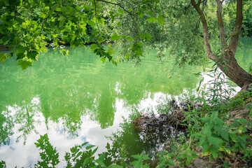  tree over the green river