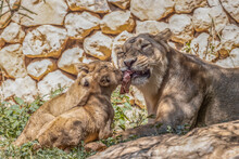 A Lioness And Her Cubs In The Jerusalem, Israel, Zoo
