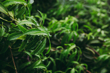 Wall Mural - Selective focused on Green leaf on tree with water after raining.