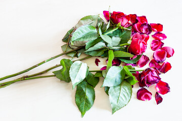 bouquet of wilted red rose flowers and fallen petals on pale brown table