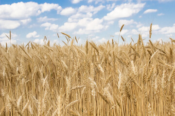 young ripe wheat in the field Ukraine