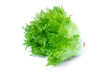 Fresh organic green batavia lettuce vegetable ( Coral salad ) isolated on white background. 