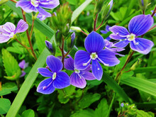 Flower Background Macro With Purple Wild Spring Flower.