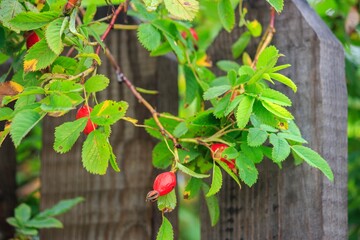 Wall Mural - Red berries of dog rose on wooden fence background